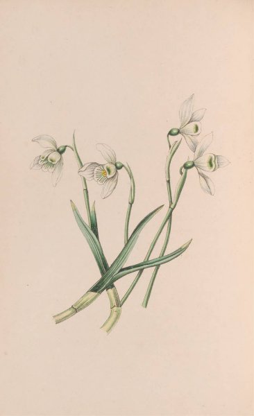 Main Product Photo of Snowdrop  Painting by John Stevens Henslow