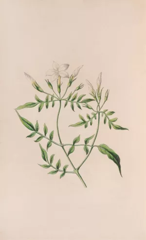 Strawberry Tree by John Stevens Henslow Strawberry Tree by John Stevens Henslow Oil Painting