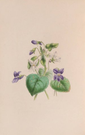 Sweet Scented Violet by John Stevens Henslow Oil Painting