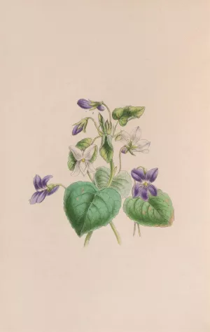 Sweet Scented Violet by John Stevens Henslow Sweet Scented Violet by John Stevens Henslow Oil Painting