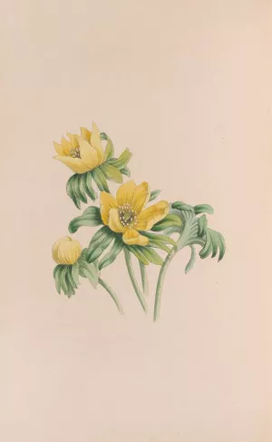 Winter Aconite by John Stevens Henslow Winter Aconite by John Stevens Henslow Oil Painting