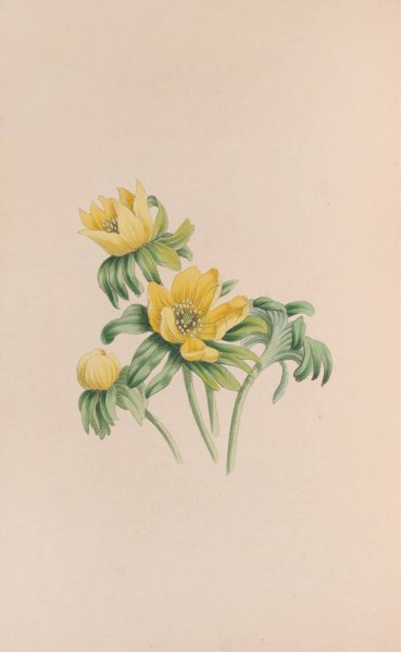 Main Product Photo of Winter Aconite  Painting by John Stevens Henslow