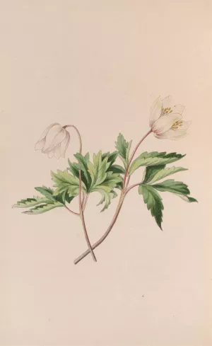 Wood Anemone by John Stevens Henslow Wood Anemone by John Stevens Henslow Oil Painting