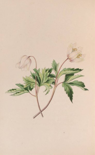 Main Product Photo of Wood Anemone  Painting by John Stevens Henslow
