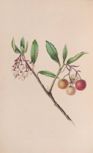Yew by John Stevens Henslow Oil Painting