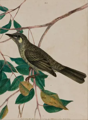 Yellow-Eared Honeysucker Oil painting by John W. Lewin