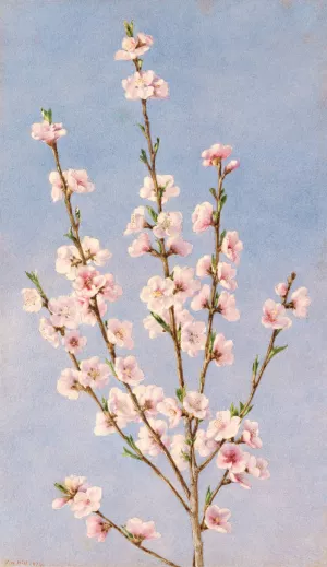 Peach Blossoms by John William Hill Oil Painting