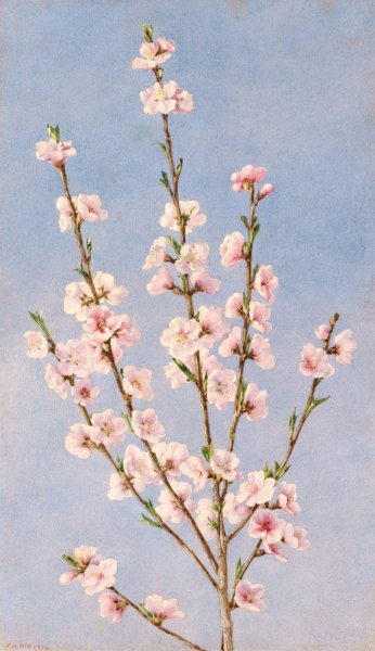 Main Product Photo of Peach Blossoms  Painting by John William Hill