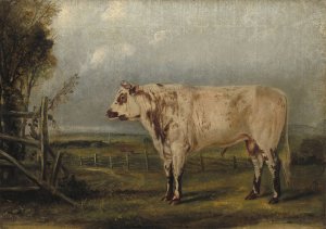 A Young Bull by John Woodhouse Audubon Oil Painting