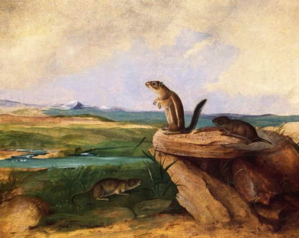 Harris Antelope Ground Squirrel, N.M. California Vole and Wood Rat by John Woodhouse Audubon - Hand-Painted Oil Painting Reproduction