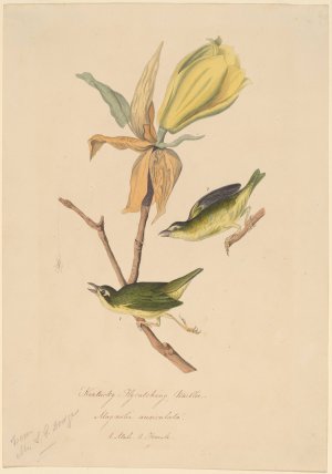 Kentucky Fly-catching Warbler by John Woodhouse Audubon Oil Painting