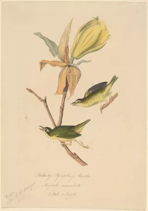 Kentucky Fly-catching Warbler by John Woodhouse Audubon Oil Painting