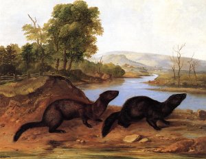 Mountain Brook Minks by John Woodhouse Audubon Oil Painting