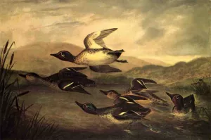 Wild Ducks Rising Oil painting by John Woodhouse Audubon