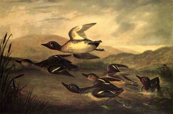 Main Product Photo of Wild Ducks Rising Painting by John Woodhouse Audubon