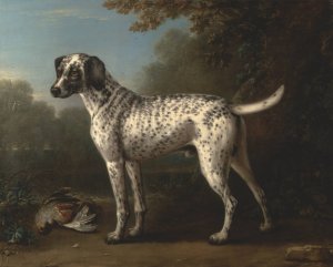 A Grey Spotted Hound by John Wootton Oil Painting