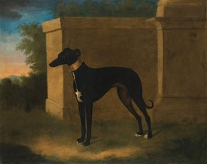 Portrait Of A Greyhound, Called Pompon by John Wootton Oil Painting