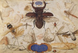 Insects and the Head of a Wind God by Joris Hoefnagel Oil Painting