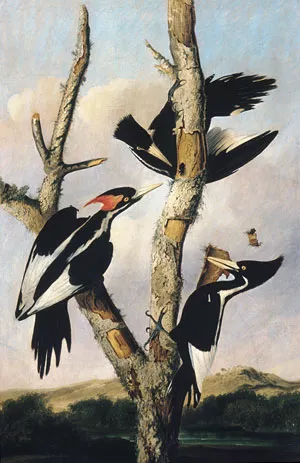 Ivory-Billed Woodpeckers Oil painting by Joseph Bartholomew Kidd