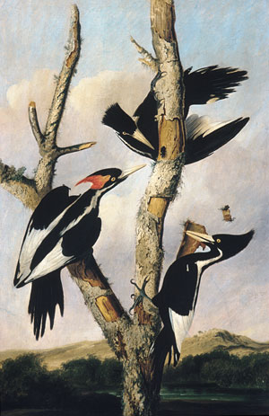 Main Product Photo of Ivory-Billed Woodpeckers Painting by Joseph Bartholomew Kidd