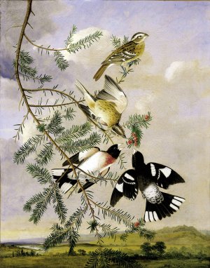 Rose-Breasted Grosbeak by Joseph Bartholomew Kidd Oil Painting