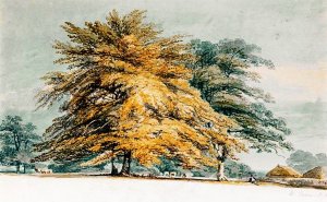 A Beech Copse Near Haystacks