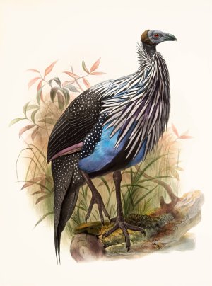 Acryllium Vulturina by Joseph Smit Oil Painting