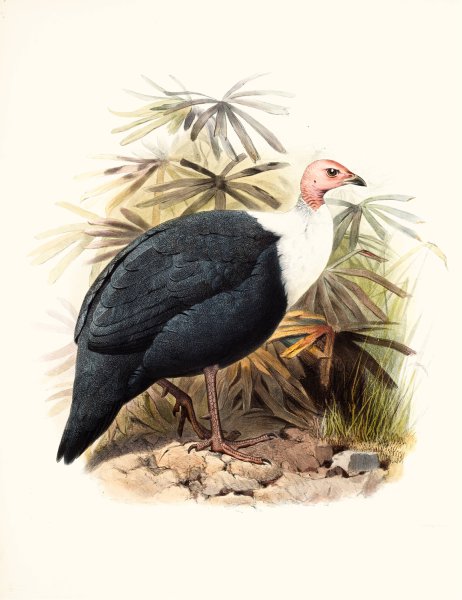 Agelastes meleagrides by Joseph Smit - Hand-Painted Oil Painting Reproduction