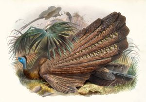 Argus giganteus by Joseph Smit Oil Painting