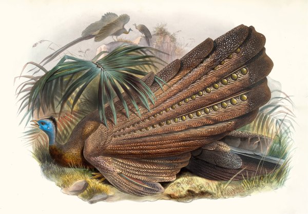 Argus giganteus by Joseph Smit - Hand-Painted Oil Painting Reproduction