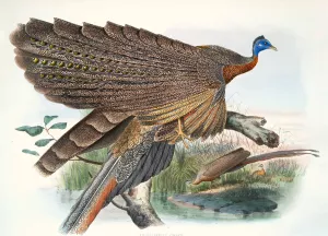 Argus Grayi Oil painting by Joseph Smit