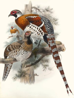 Calophasis Ellioti by Joseph Smit Oil Painting