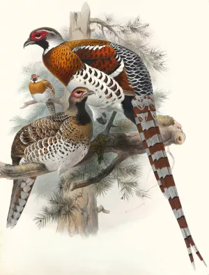 Calophasis Ellioti by Joseph Smit Oil Painting