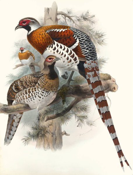 Calophasis Ellioti by Joseph Smit - Hand-Painted Oil Painting Reproduction