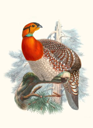 Ceriornis Blythii by Joseph Smit Oil Painting