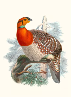 Ceriornis Blythii by Joseph Smit Oil Painting