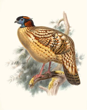 Ceriornis Caboti by Joseph Smit Oil Painting