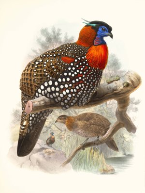 Ceriornis melanocephala by Joseph Smit Oil Painting