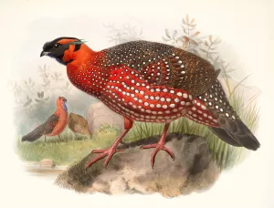Ceriornis satyra by Joseph Smit Oil Painting