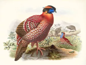 Ceriornis Temmincki Oil painting by Joseph Smit