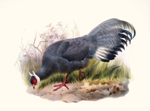 Crossoptilon auritum by Joseph Smit Oil Painting
