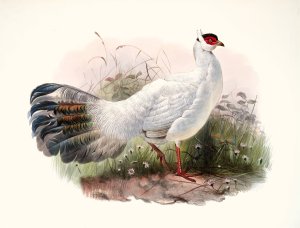 Crossoptilon Drouynii by Joseph Smit Oil Painting