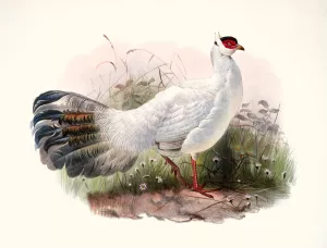 Crossoptilon Drouynii Oil painting by Joseph Smit