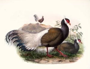 Crossoptilon mantchuricum by Joseph Smit Oil Painting