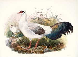 Crossoptilon thibetanum by Joseph Smit Oil Painting