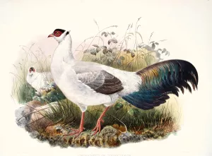 Crossoptilon thibetanum by Joseph Smit Oil Painting