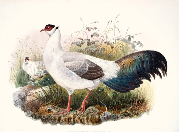 Crossoptilon thibetanum by Joseph Smit - Hand-Painted Oil Painting Reproduction