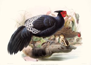 Euplocamus Horsefieldii by Joseph Smit Oil Painting
