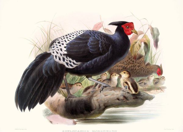 Euplocamus Horsefieldii  by Joseph Smit - Hand-Painted Oil Painting Reproduction