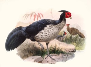 Euplocamus melanotis by Joseph Smit Oil Painting